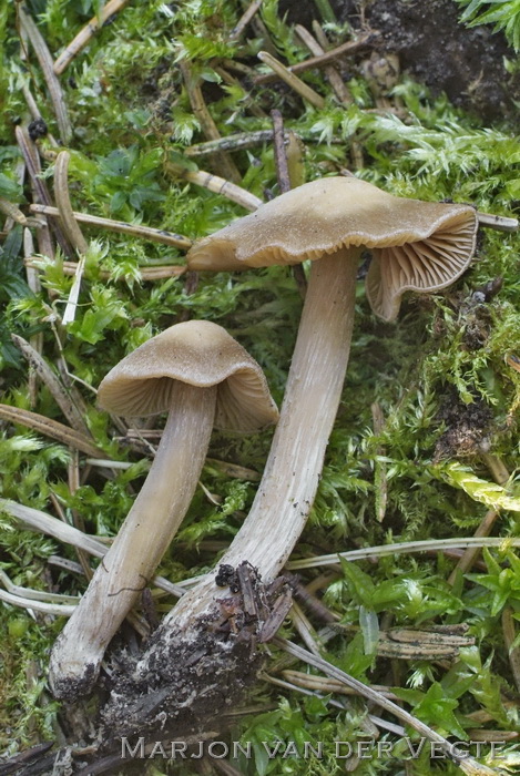 Geeltepelsatijnzwam - Entoloma cuneatum